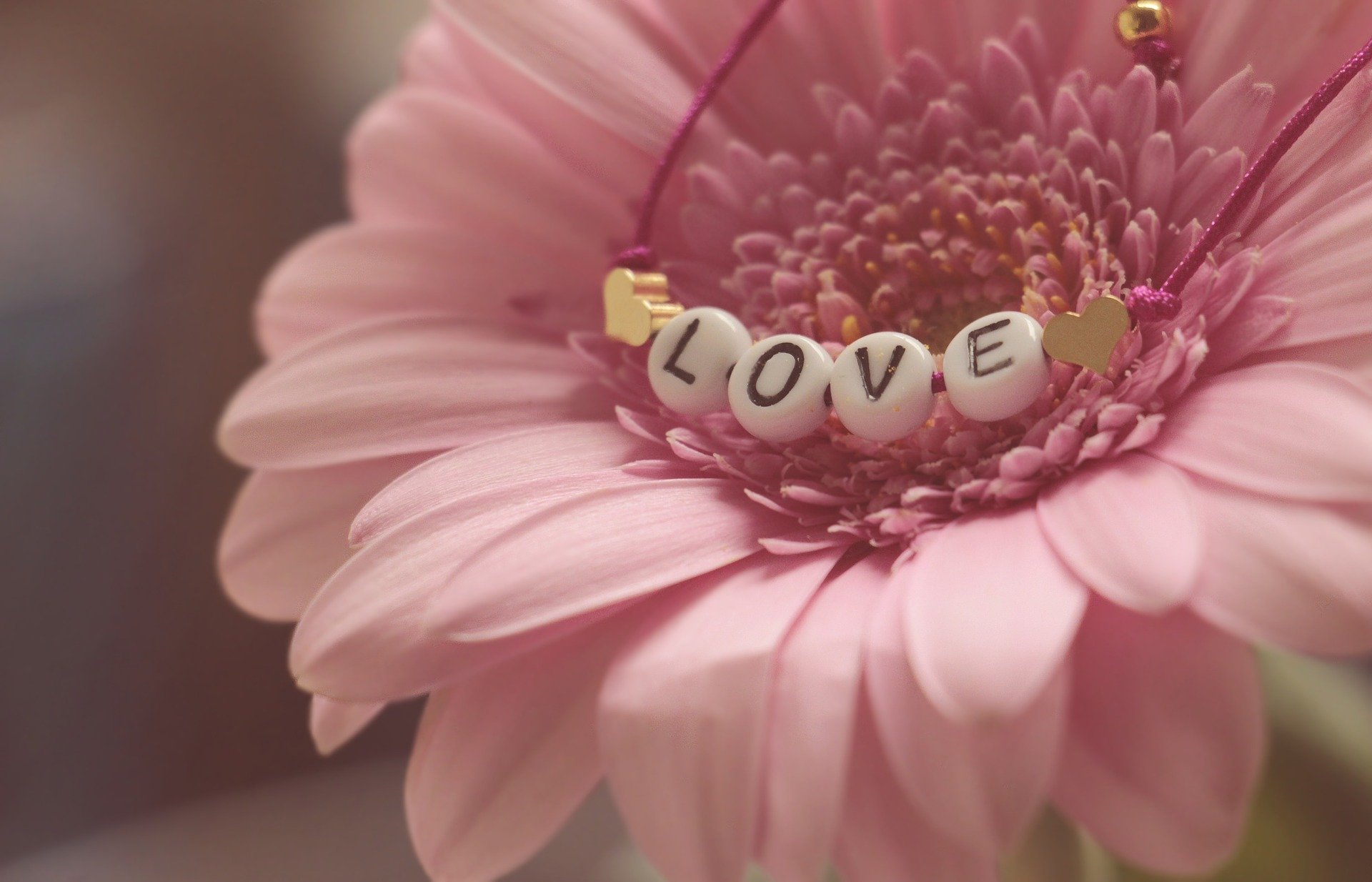 a pink flower with a love bracelet