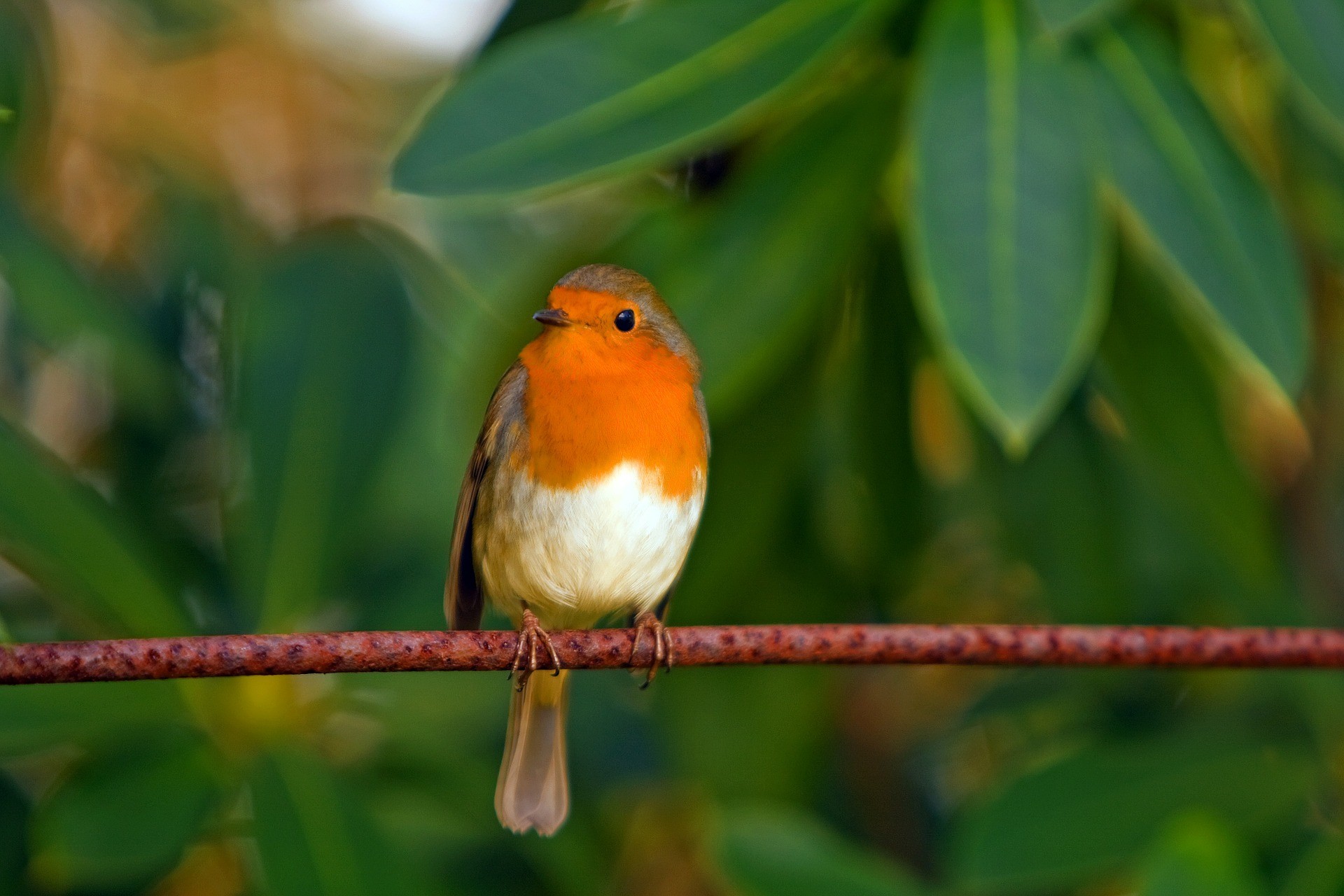 the spiritual meaning of robins