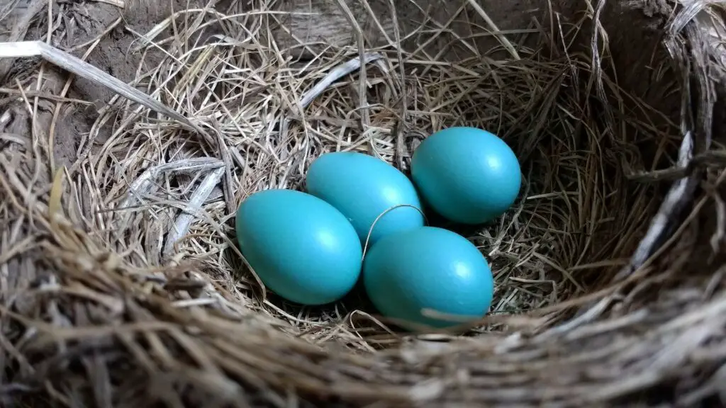 blue robin eggs and the throat chakra