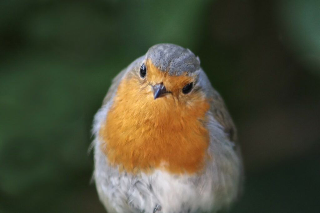 robin spiritual animal