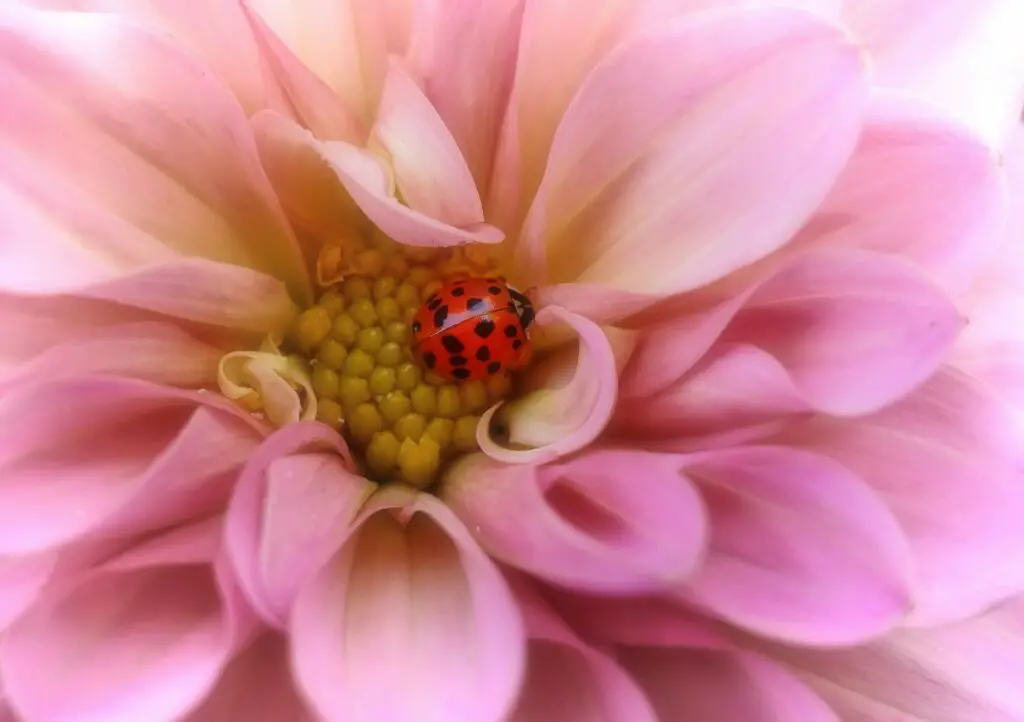 ladybugs totem animals and spirit guides