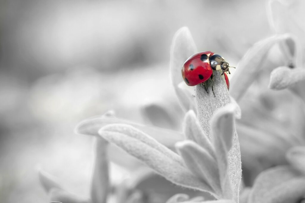 what does it mean to dream of a ladybird?