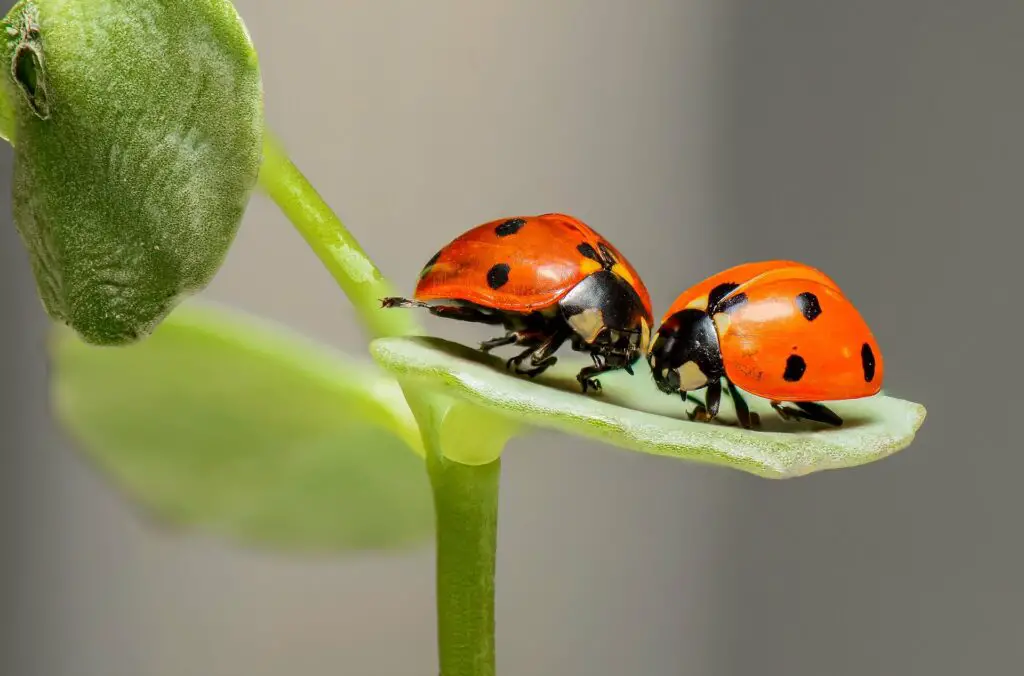 What Do Spots on Ladybirds Mean?