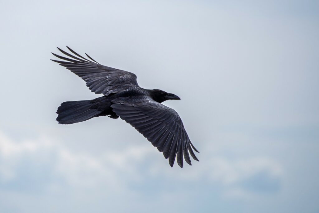 the spiritual meaning of the crow