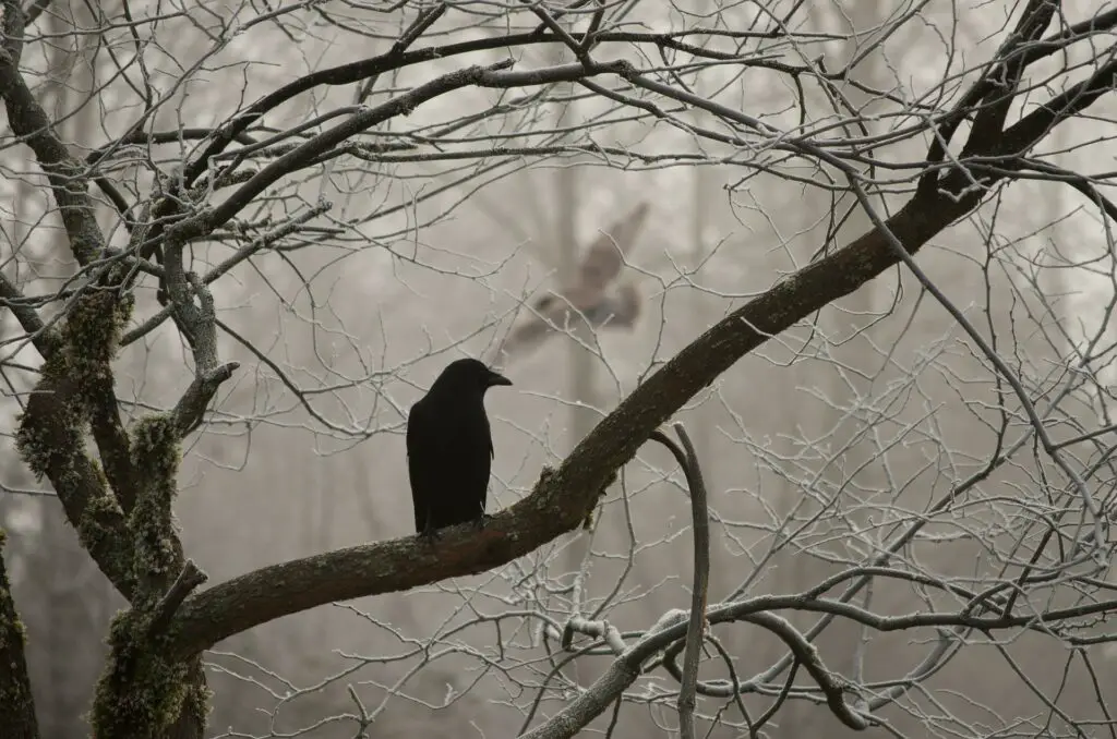 do crows symbolize death?