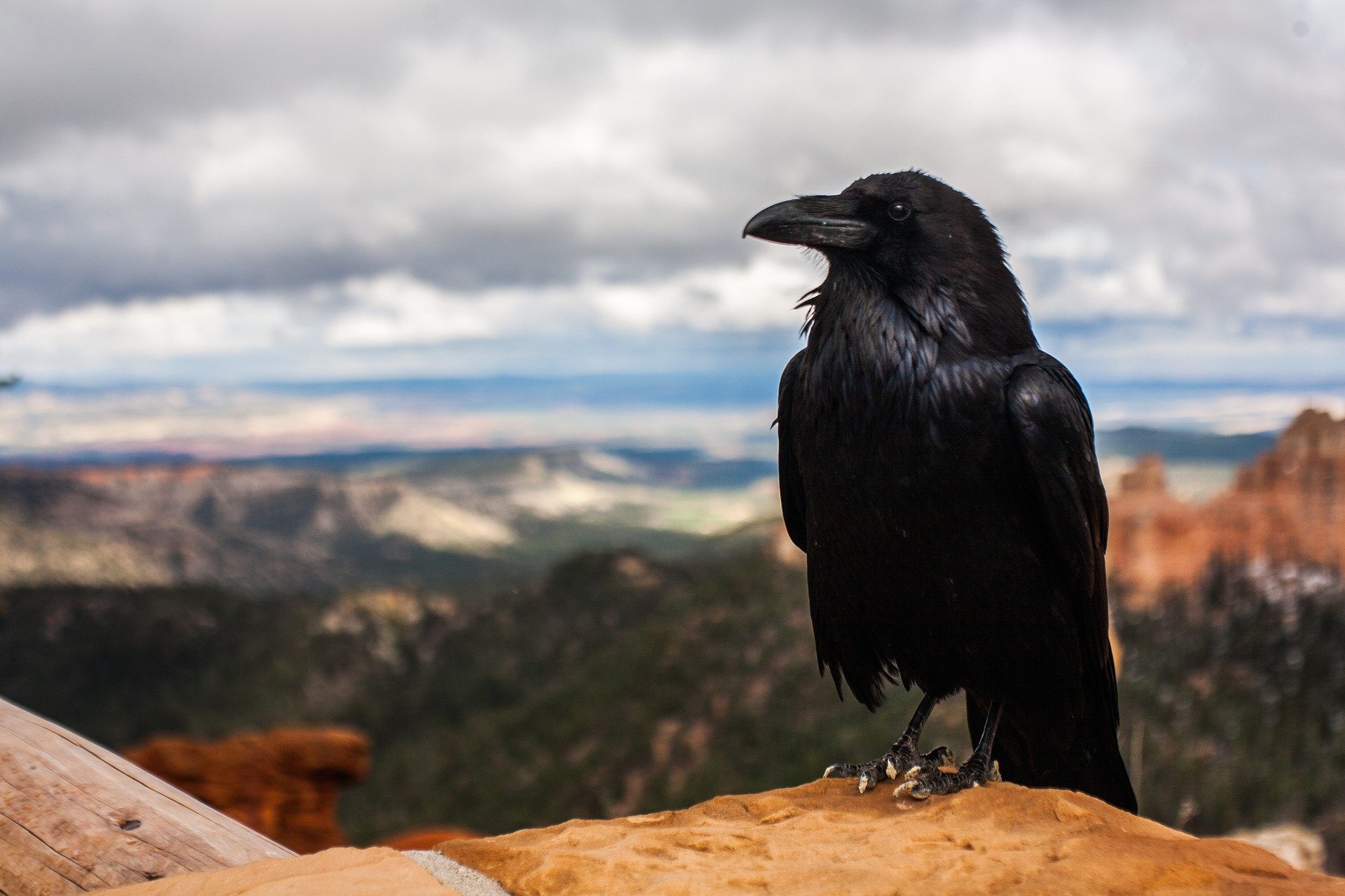 The Spiritual Meaning Of A Crow