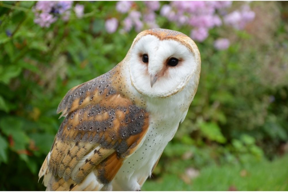 Barn owl symbolism