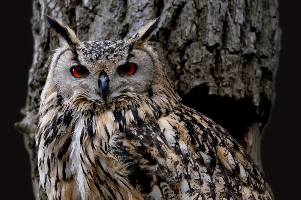 Great Horned Owl symbolism