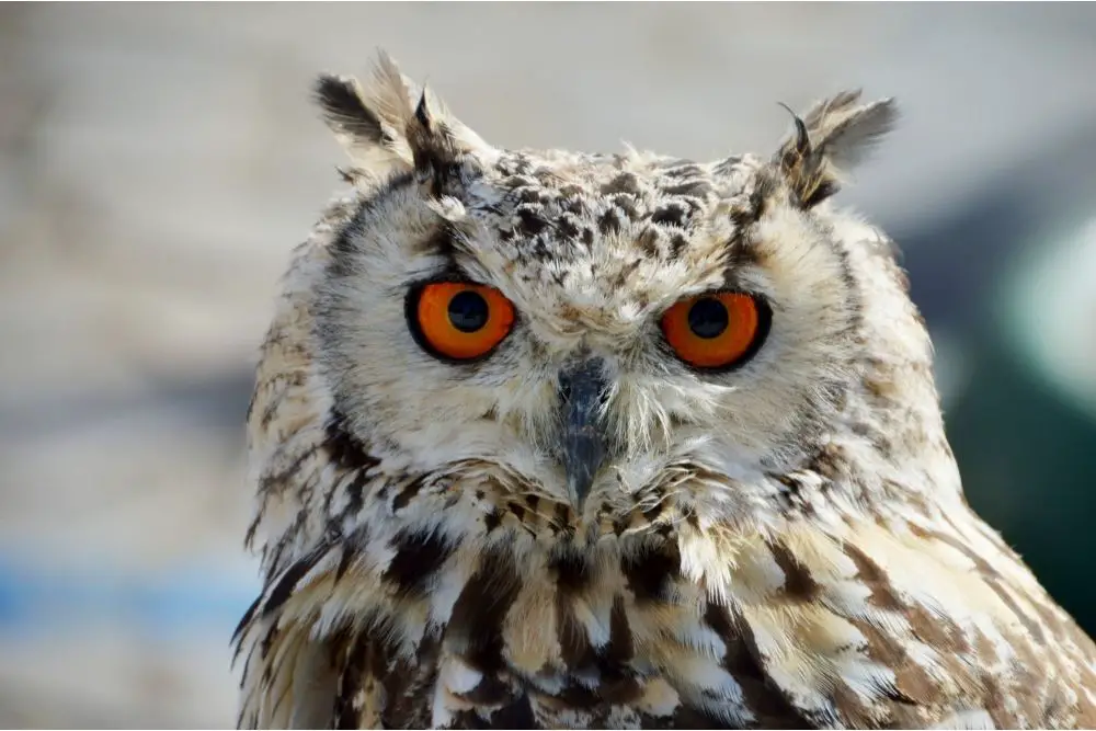 Owl Spiritual Symbolism, Dream Meaning and More