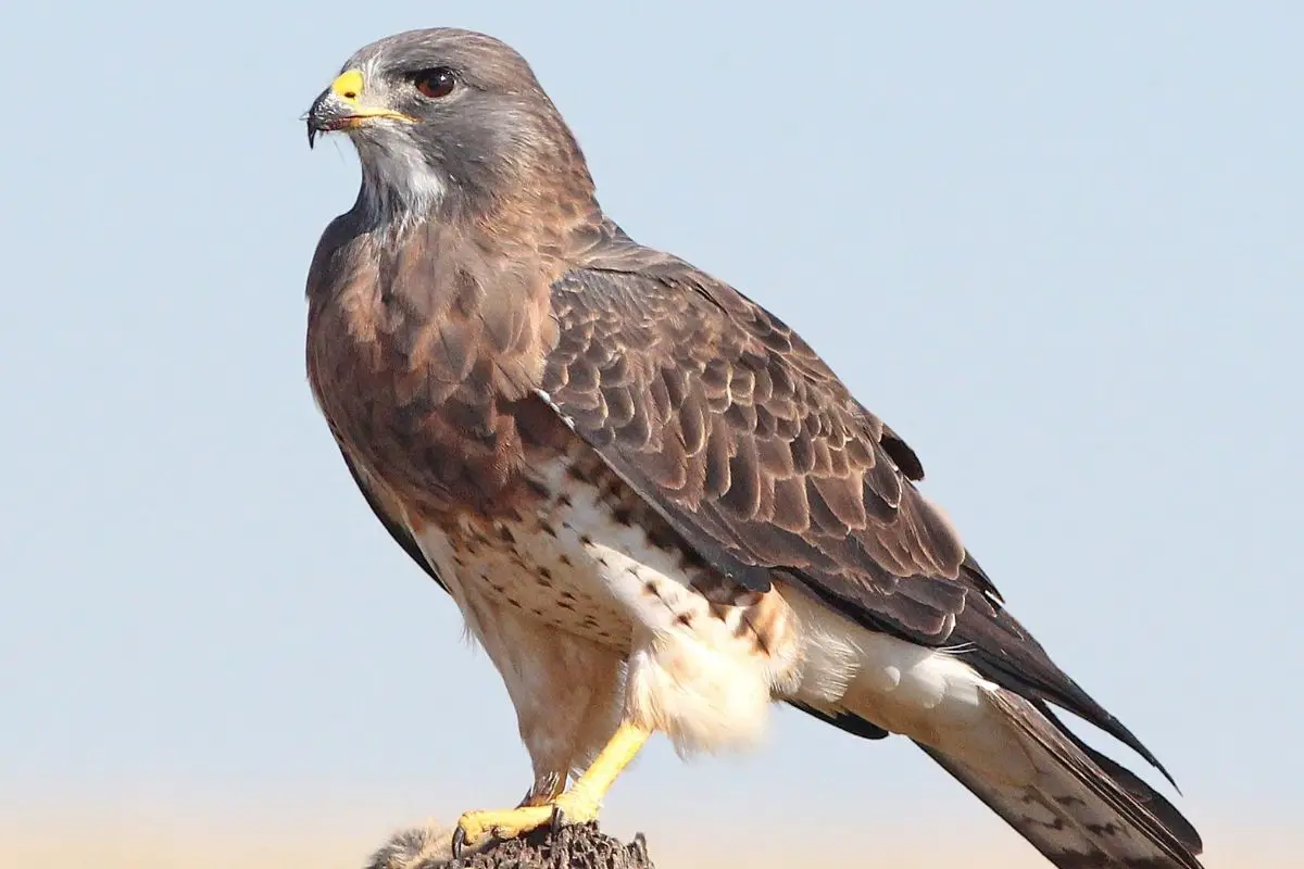 The Spiritual Meaning of a Hawk: Spiritual Symbolism, Hawk Dream Meaning & More