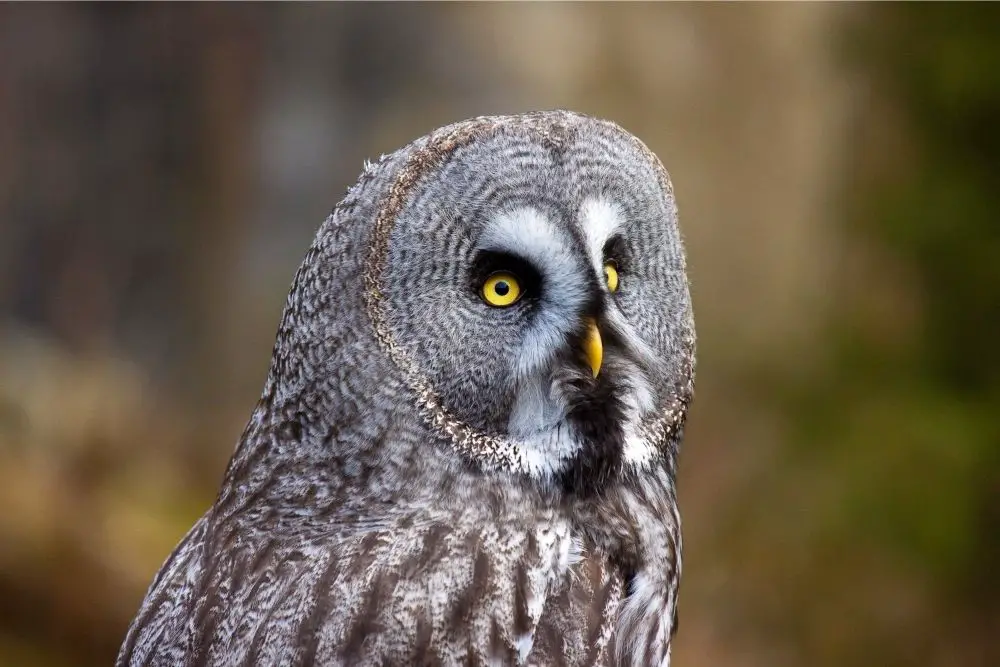 great grey owl spiritual meaning