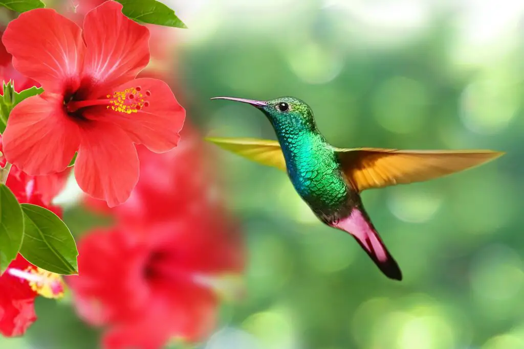 spiritual meaning of a hummingbird