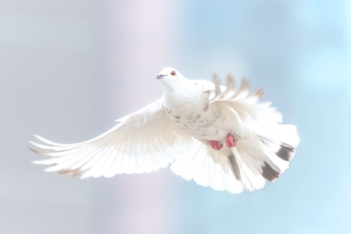 What Do Doves Symbolize? Dove Symbolism and Dream Meaning Explained