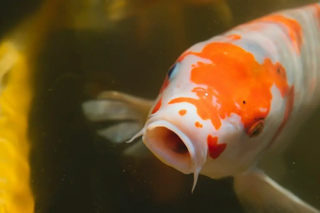 Koi Fish Symbolism: Koi Spiritual Meaning & Dream Meaning Explained