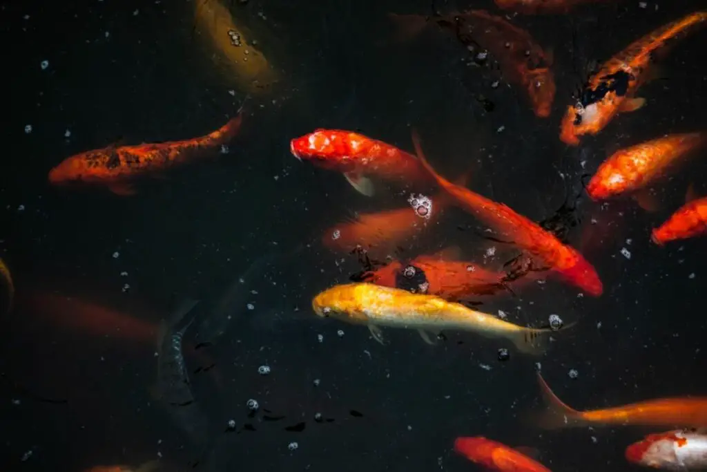 Koi Fish Symbolism: Koi Spiritual Meaning & Dream Meaning Explained