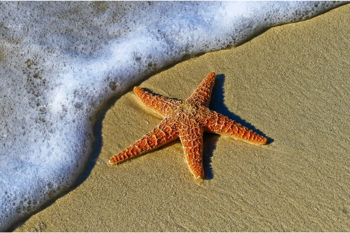 Starfish Symbolism, Spiritual Meaning, And Dream Analysis