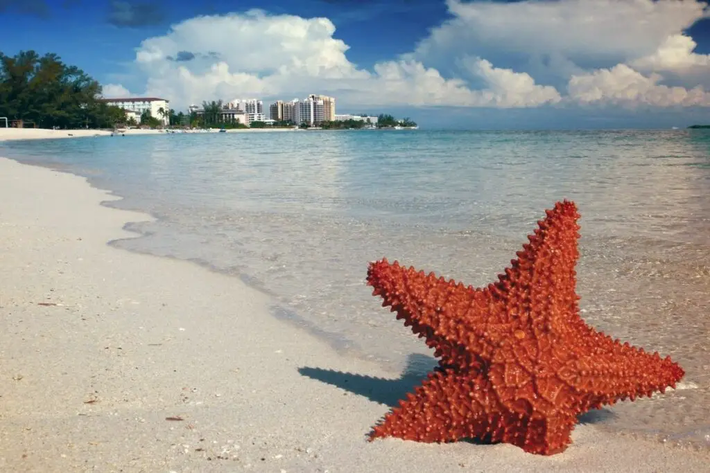 Starfish Symbolism, Spiritual Meaning, And Dream Analysis 