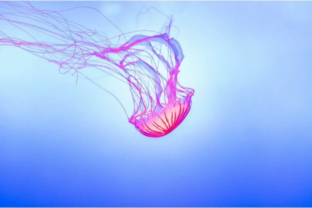 jellyfish symbolism