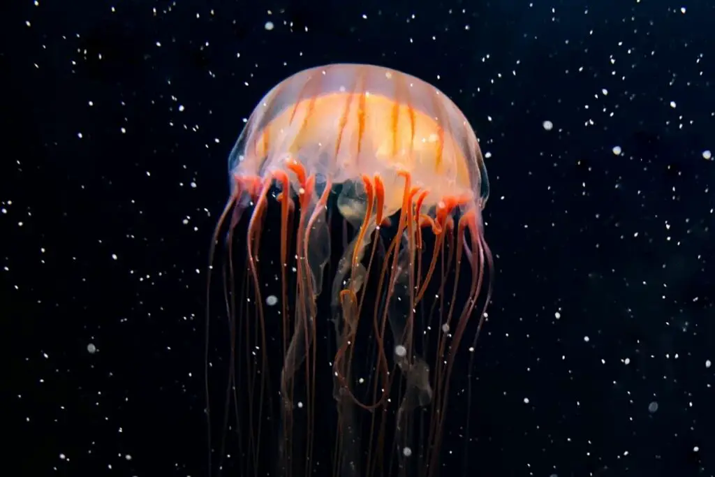 jellyfish dream meaning