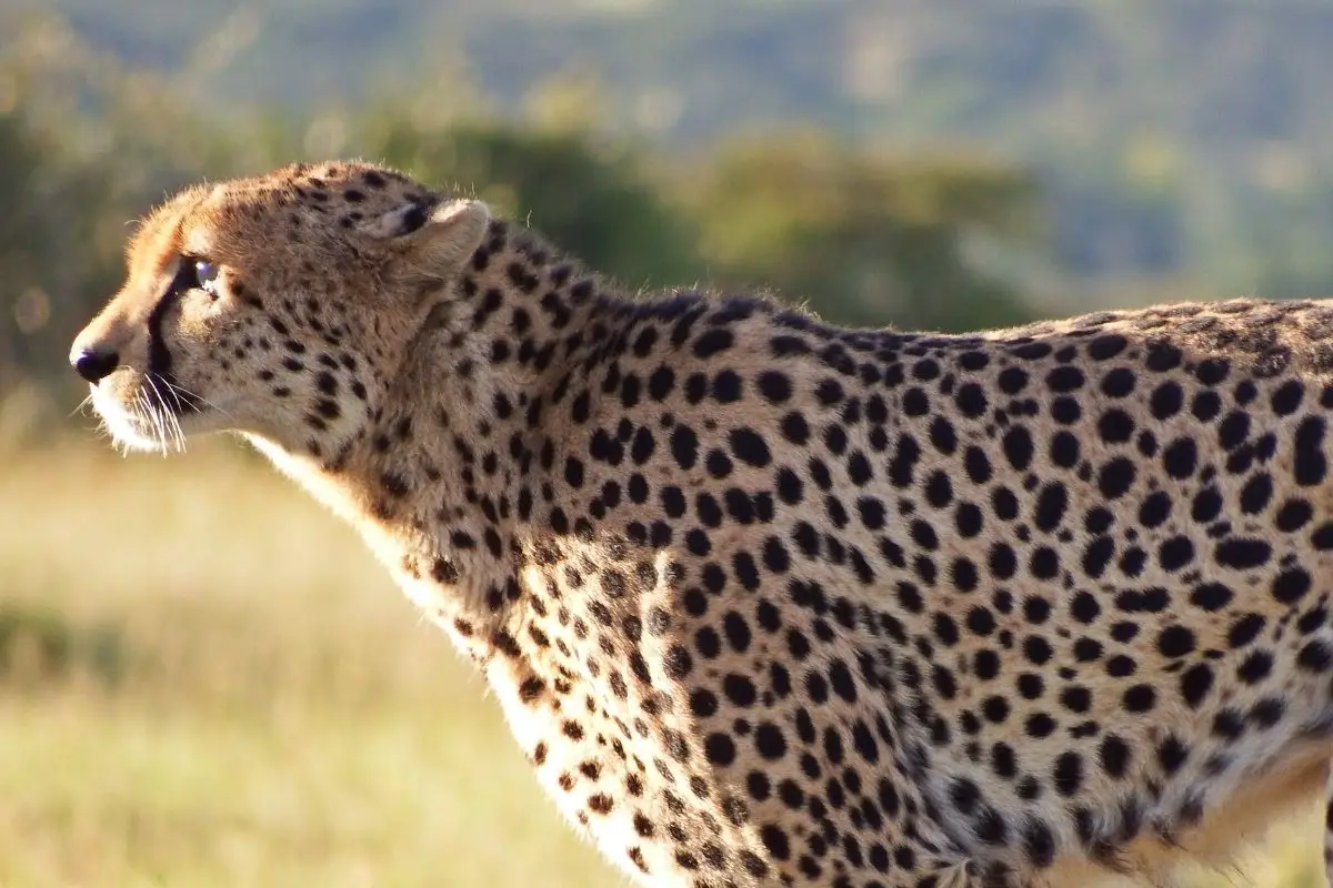 Cheetah Symbolism: The Cheetah As A Spirit Animal And Cheetah Dream Meanings Explained