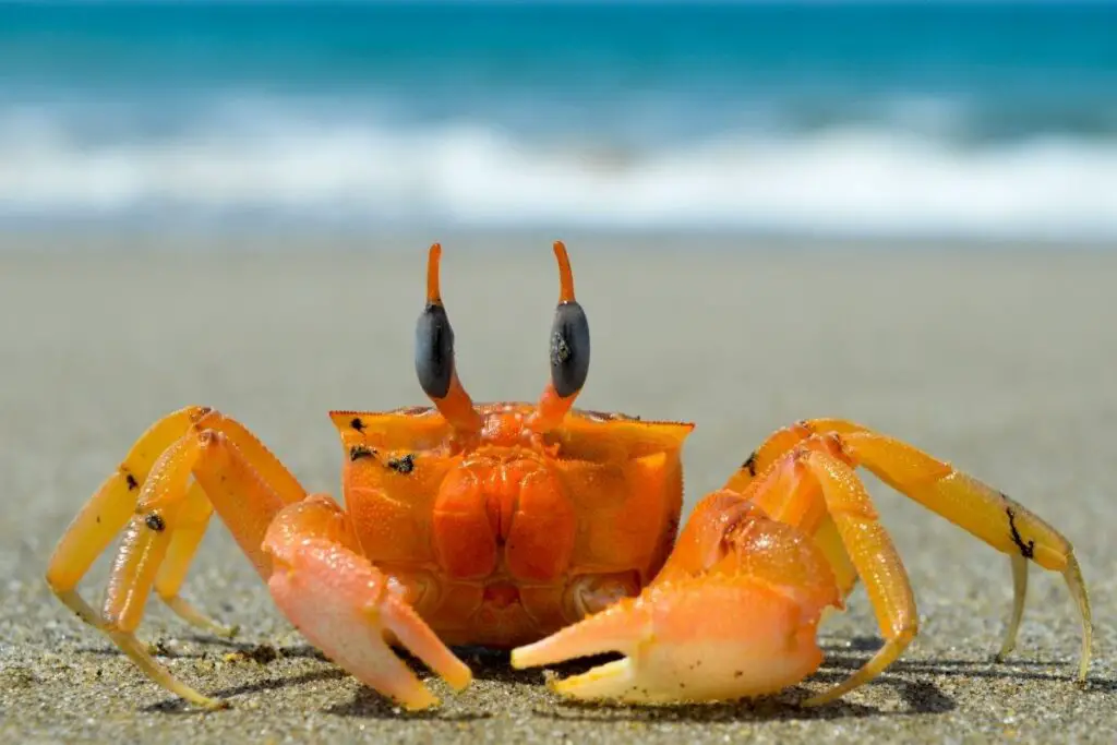 Crab Symbolism Crab Spiritual Meaning & Dream Meaning Explained