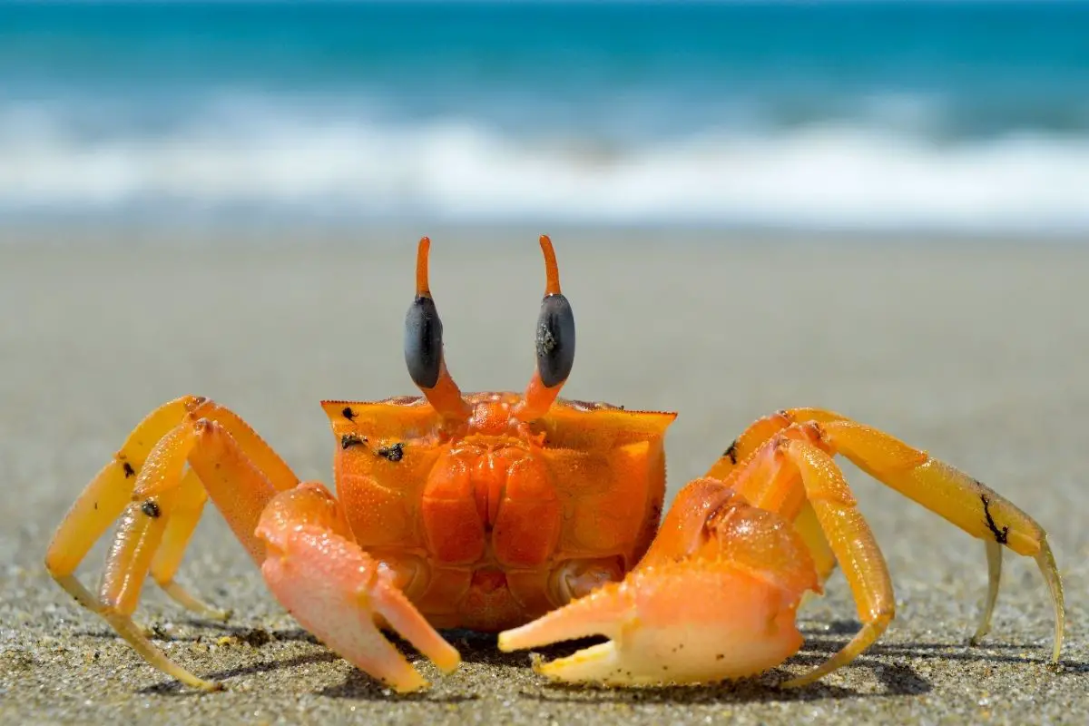 Crab Symbolism: Crab Spiritual Meaning & Dream Meaning Explained