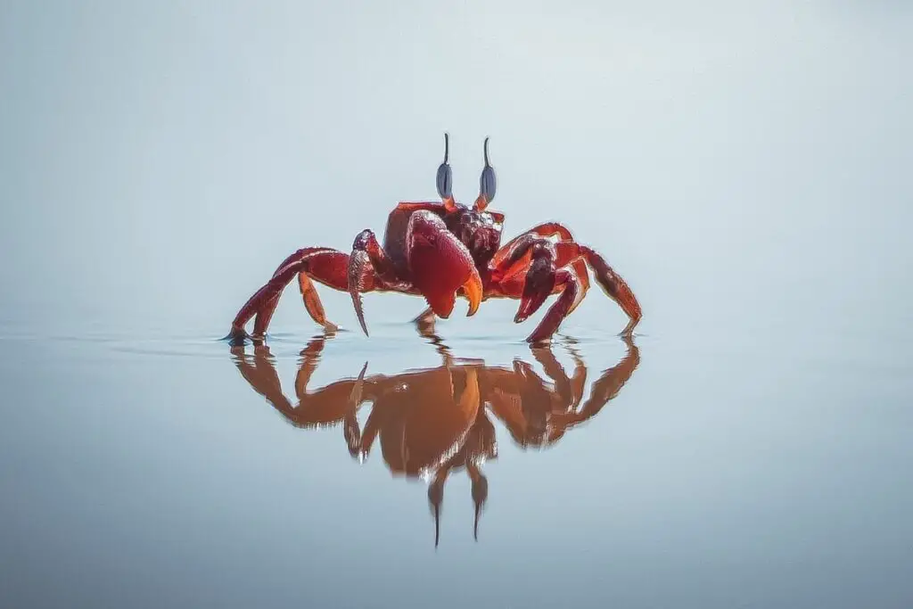 Crab Symbolism: Crab Spiritual Meaning & Dream Meaning Explained 
