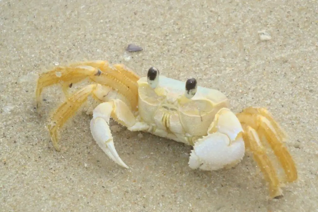 Crab Symbolism: Crab Spiritual Meaning & Dream Meaning Explained 