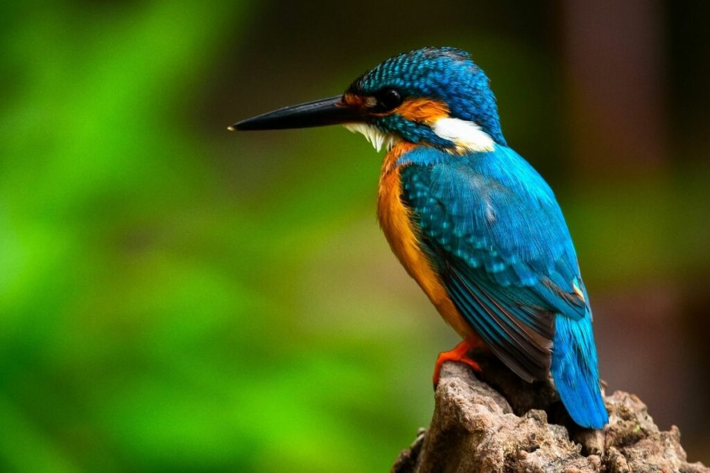Kingfisher Symbolism: Exploring The Spiritual Meaning Of Kingfishers And Kingfisher Dream Meaning