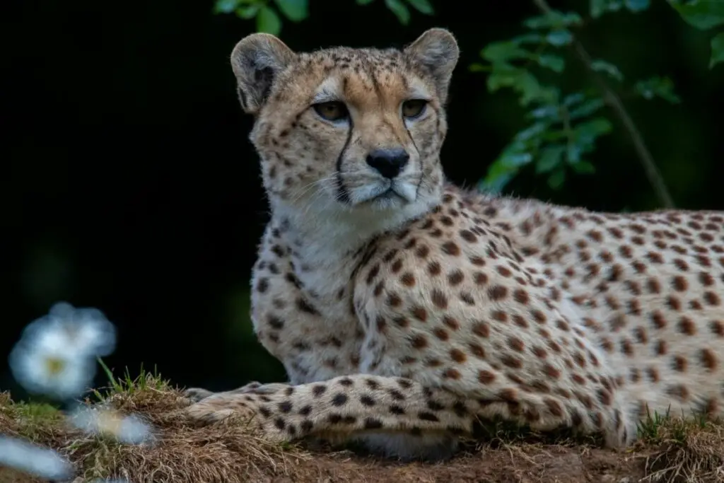 cheetah spirit animal