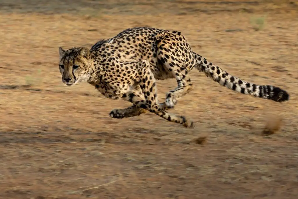 cheetah symbolism