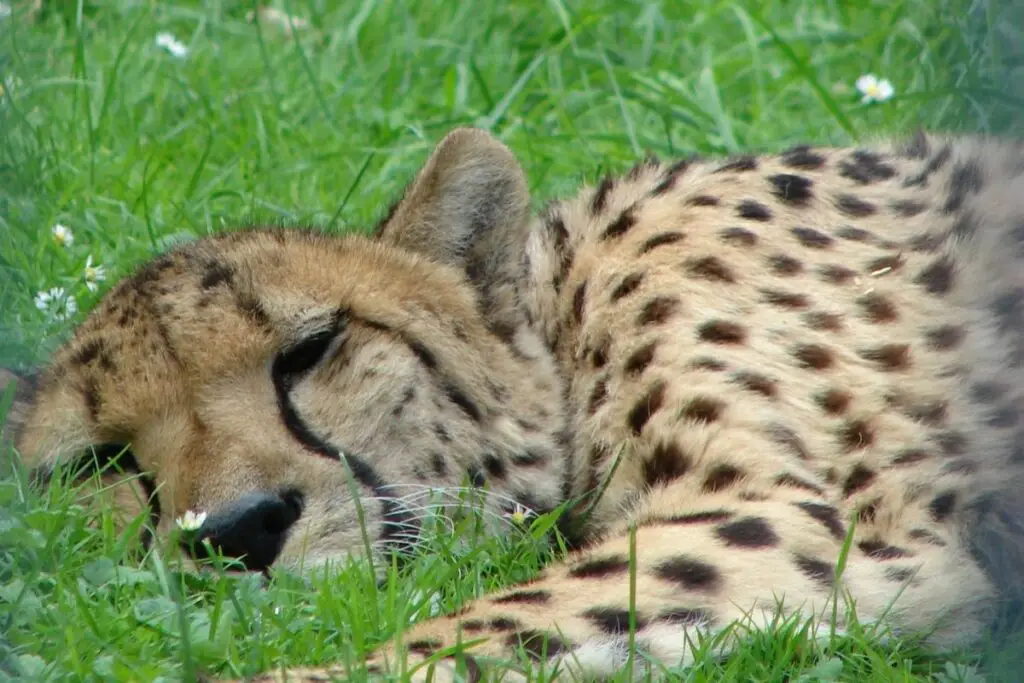 Spiritual Meaning Of Seeing A Cheetah In Dreams
