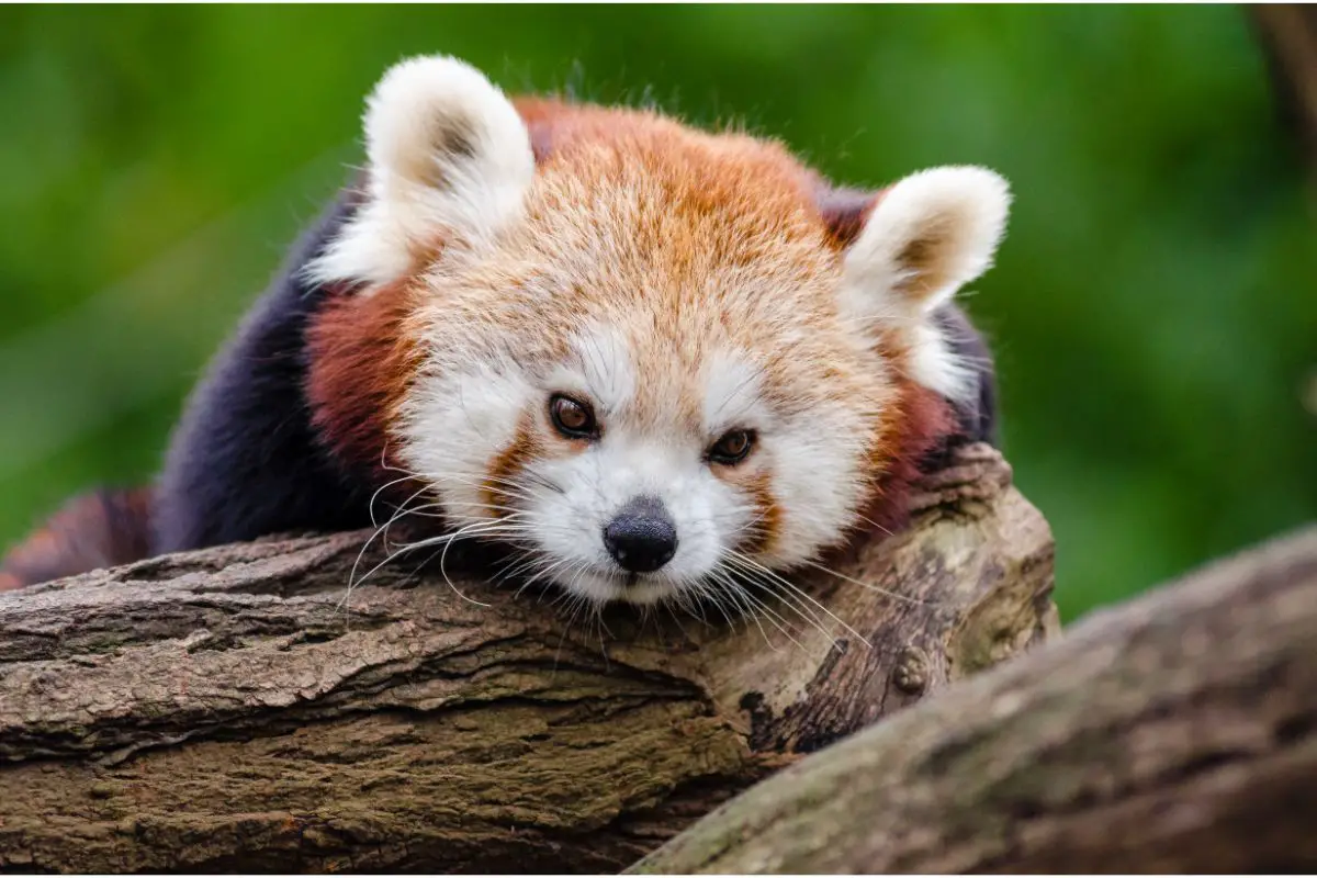 Exploring The Red Panda Spirit Animal: Red Panda Symbolism And Dream  Meaning - Spirit of Sapphire