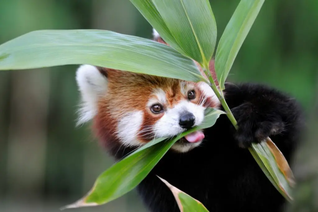 Exploring The Red Panda Spirit Animal: Red Panda Symbolism And Dream Meaning