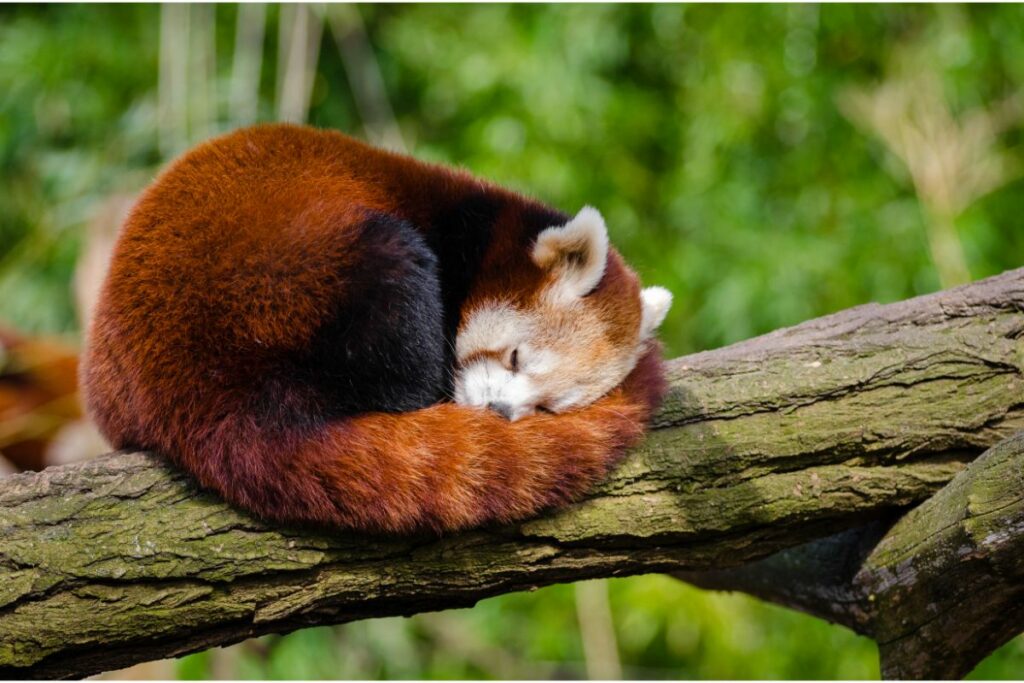 Red Panda Dream Meaning