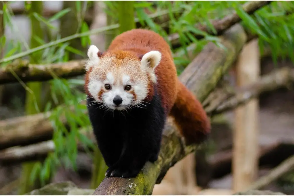 Today, let’s discuss the spiritual meaning, symbolism and dream meaning of red pandas.