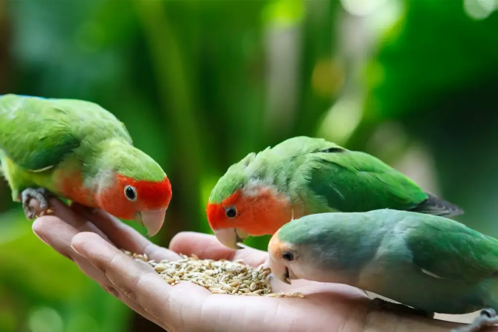 Lovebirds Symbolism: Spiritual Meaning and Love Bird Dream Meaning Explained