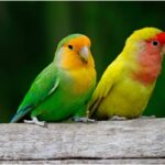 Lovebirds Symbolism Spiritual Meaning and Love Bird Dream Meaning Explained