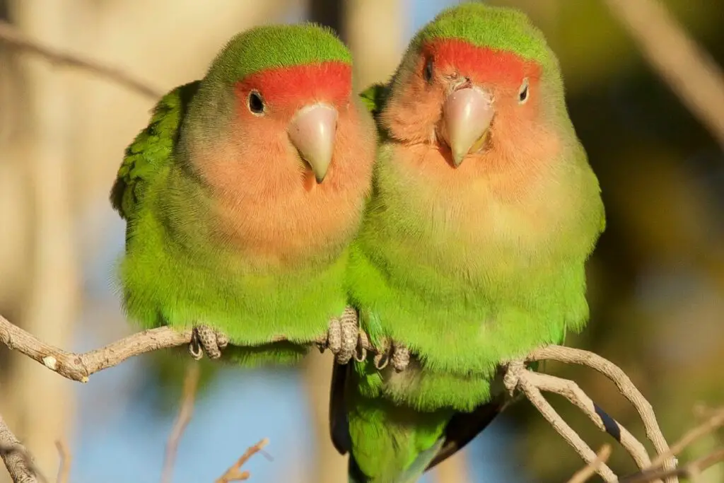 Lovebirds Symbolism: Spiritual Meaning and Love Bird Dream Meaning Explained