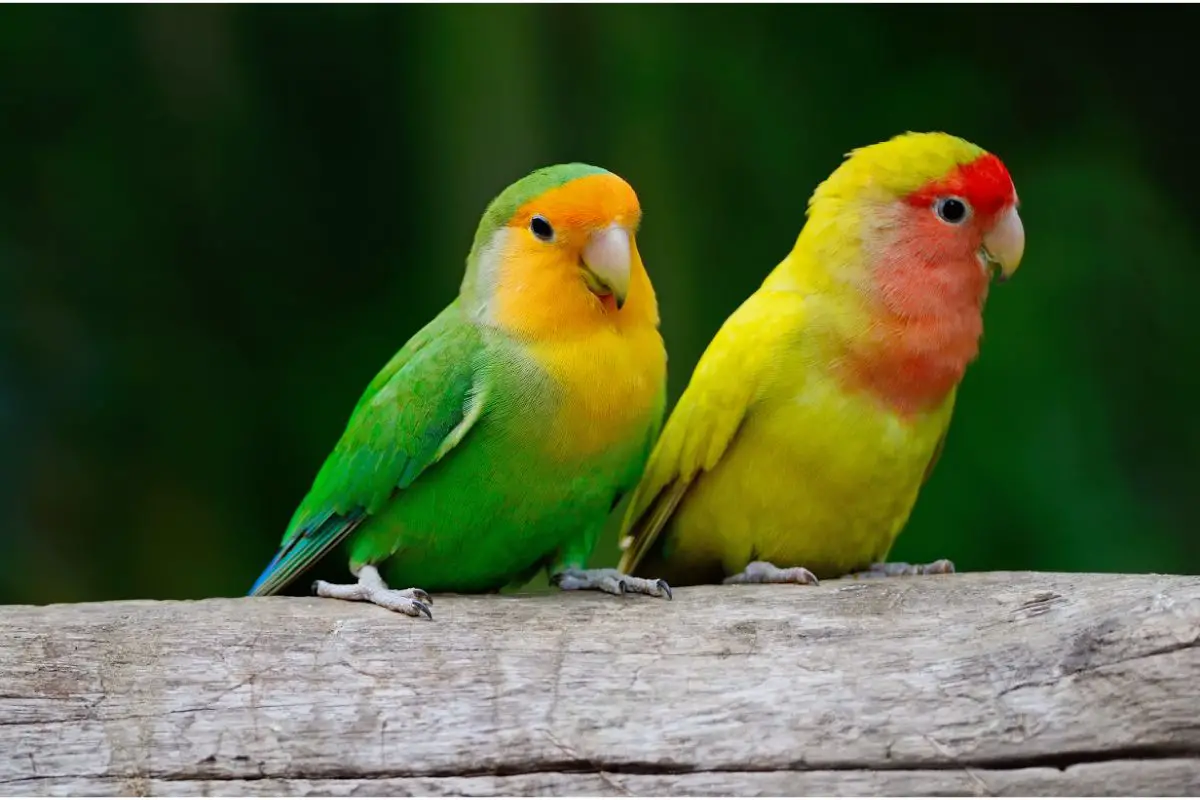 Lovebirds: Symbolism, Spiritual Meaning and Love Bird Dream Meaning Explained