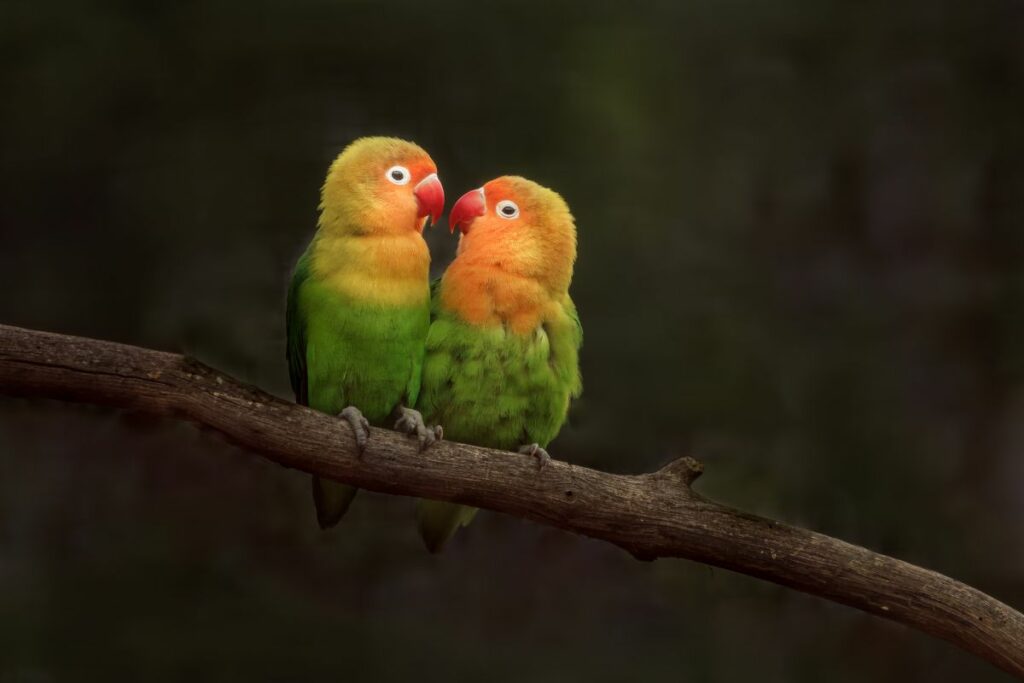 lovebirds symbolism