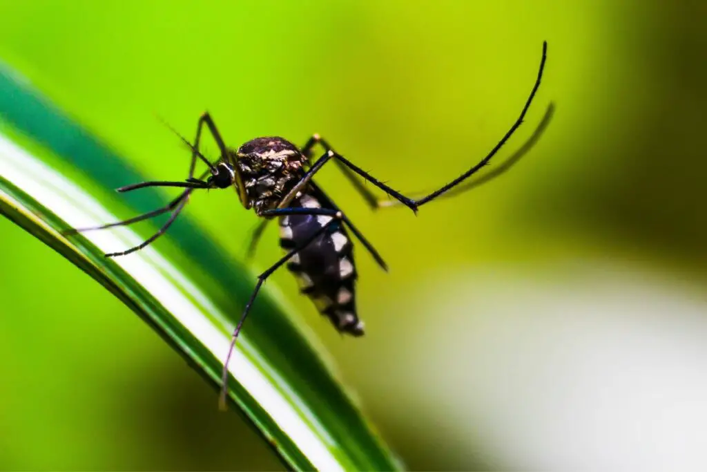 Mosquito Spiritual Meaning: Mosquito Symbolism And Mosquito Dream Meaning Explained