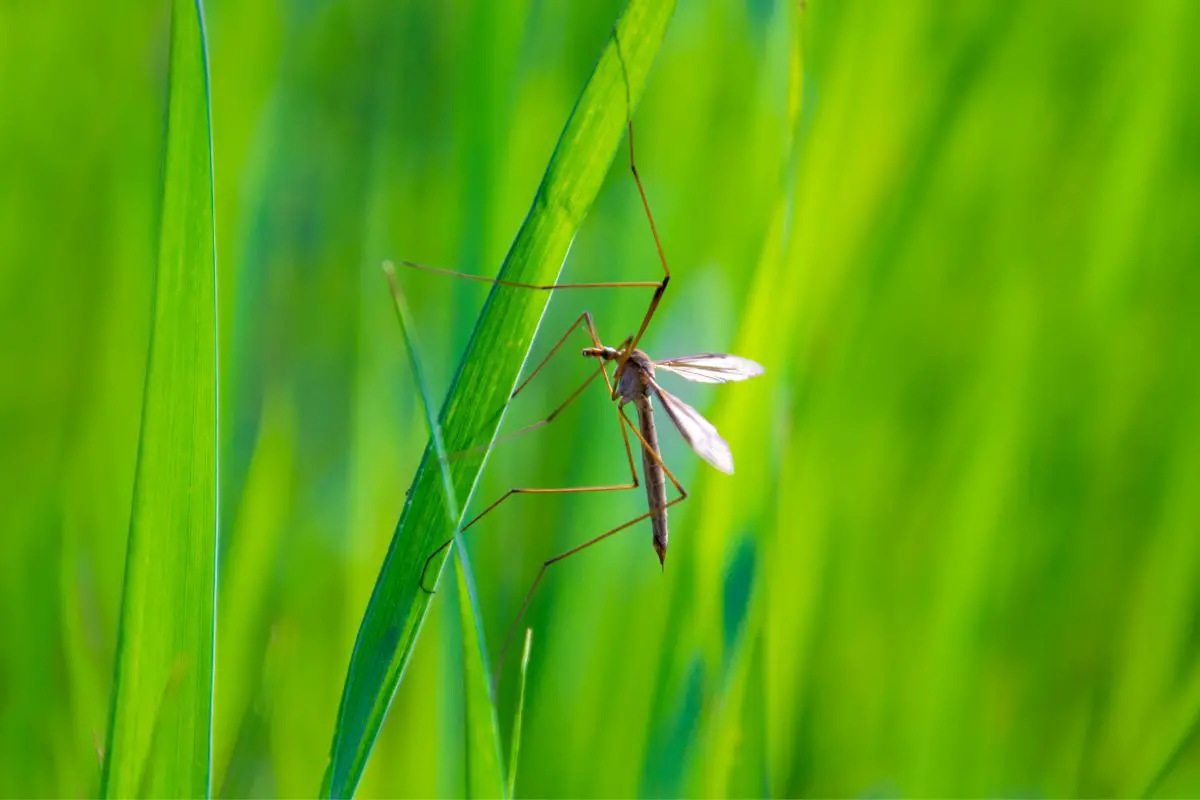 Mosquito Spiritual Meaning: Mosquito Symbolism And Mosquito Dream Meaning Explained