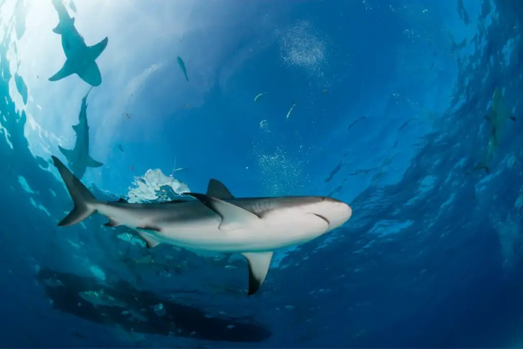 The Spiritual Meaning Of Sharks Dream Meaning And Shark Spiritual Symbolism Explained