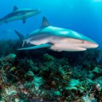 The Spiritual Meaning Of Sharks Dream Meaning And Shark Spiritual Symbolism Explained