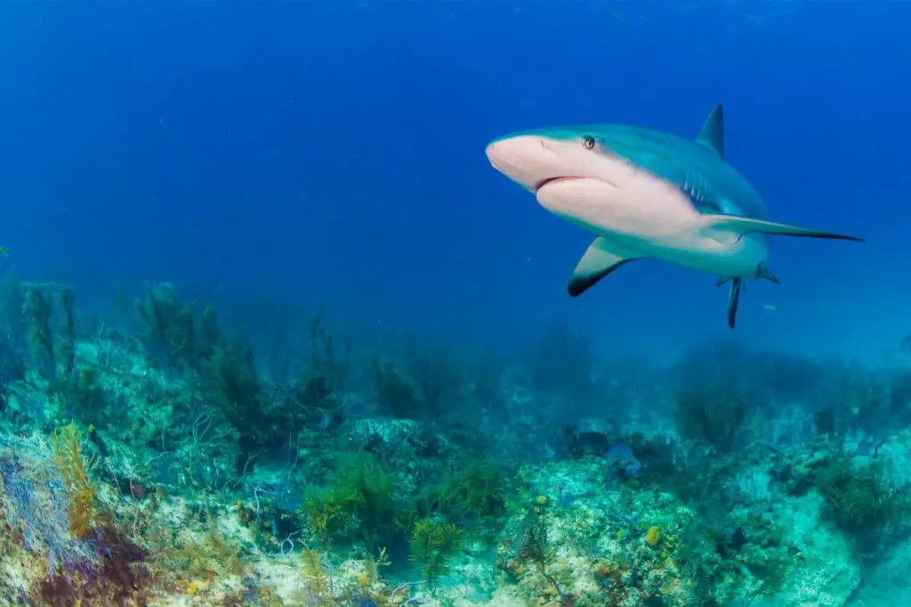 The Spiritual Meaning Of Sharks: Dream Meaning And Shark Spiritual Symbolism Explained
