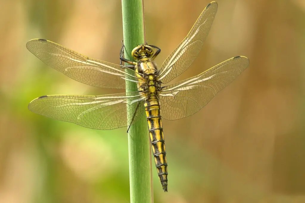 dragonfly symbolism