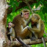 Monkey Symbolism: Monkey Spiritual Meaning And Dreaming Of Monkeys Explained