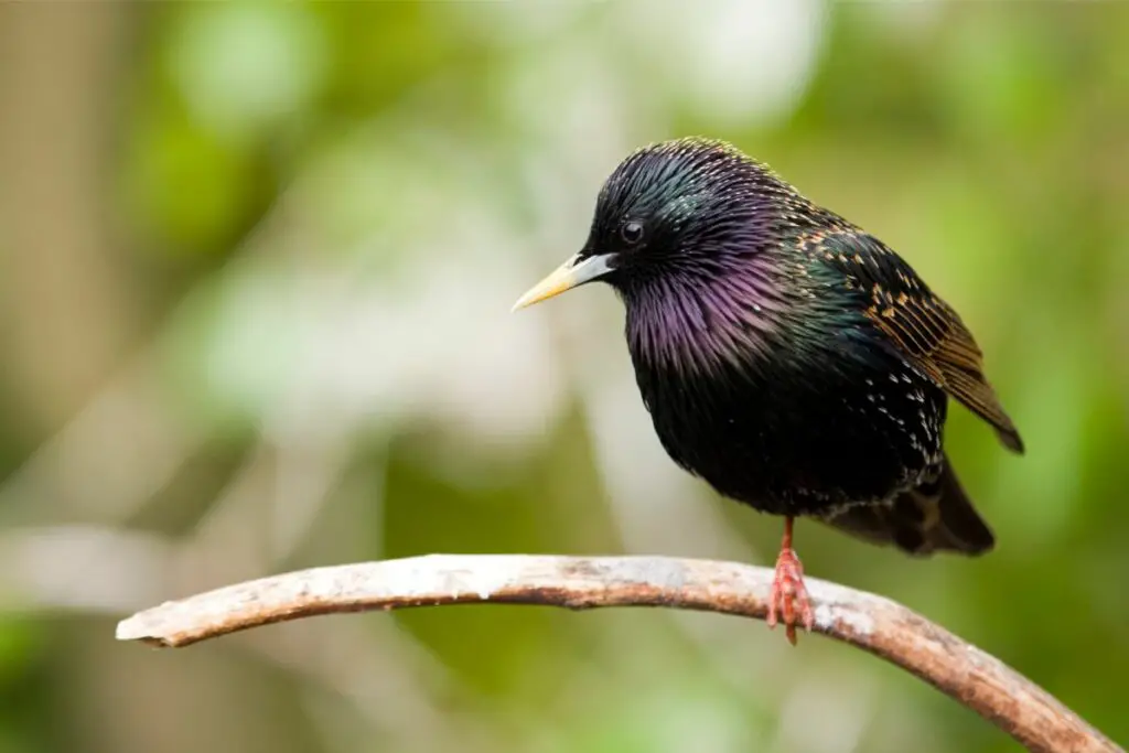 starling dream meaning