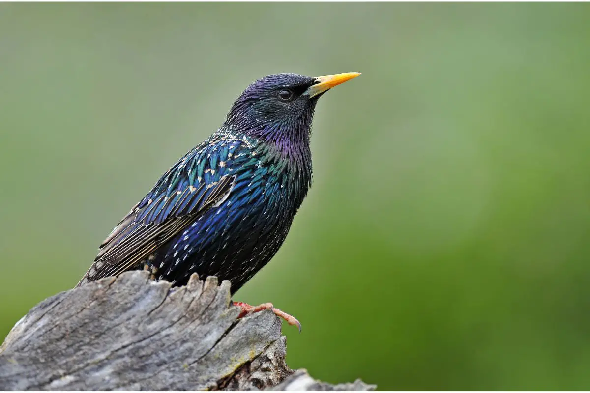 Starling Spiritual Meaning: The Starling Spirit Animal And Starling Dream Meaning Explored